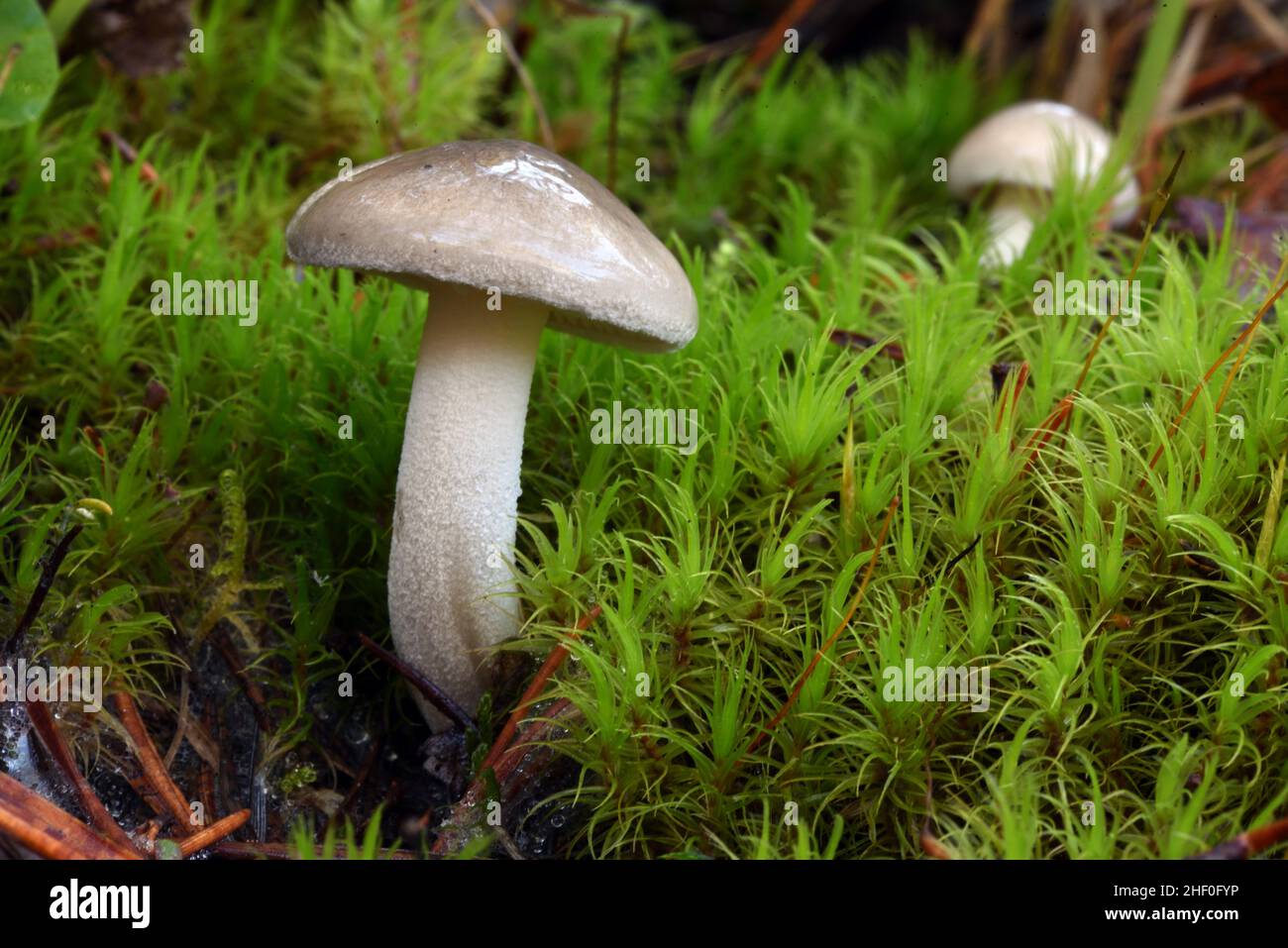 White Woodwax or Waxy Cap Mushroom Hygrophorus piceae Growing Among Moss on Forest Floor Stock Photo