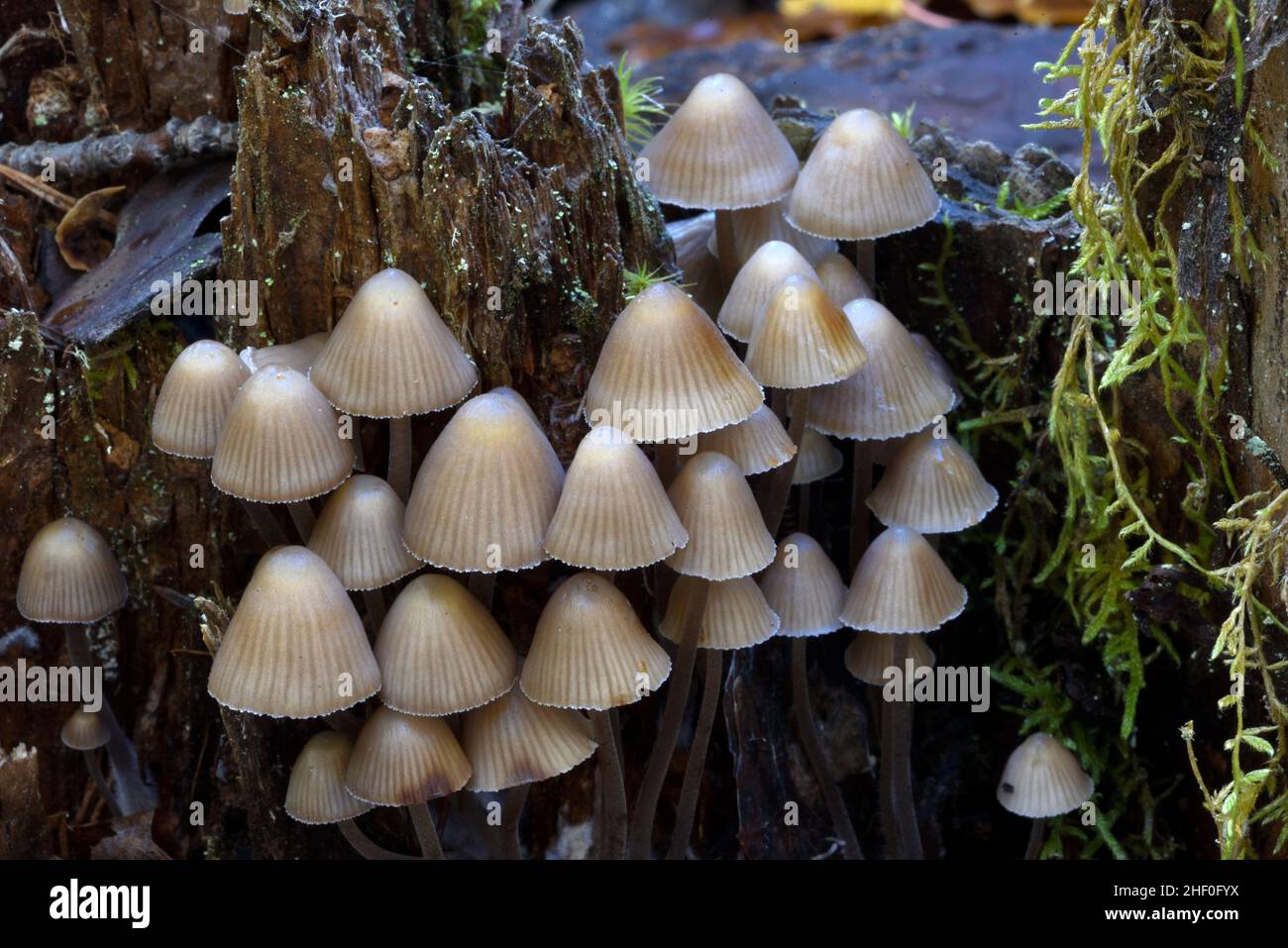 Fairy Inkcap Coprinellus disseminatus Mushrooms Growing on Rotten or Rotting Tree Stump Stock Photo