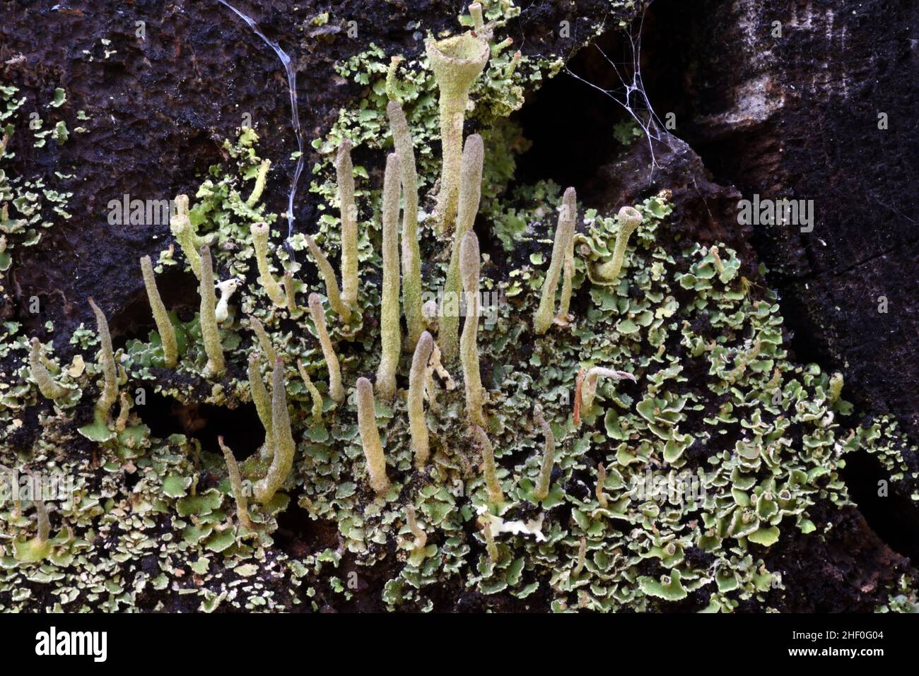 Cladonia Cup Lichen sp Stock Photo