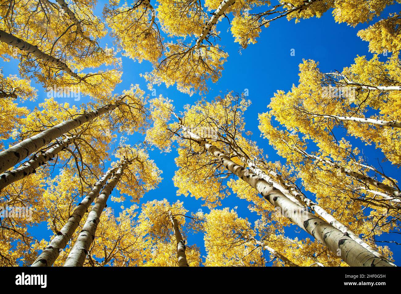 Aspens reach into the sky and show their fall color in the mountains near Flagstaff, Arizona. Stock Photo