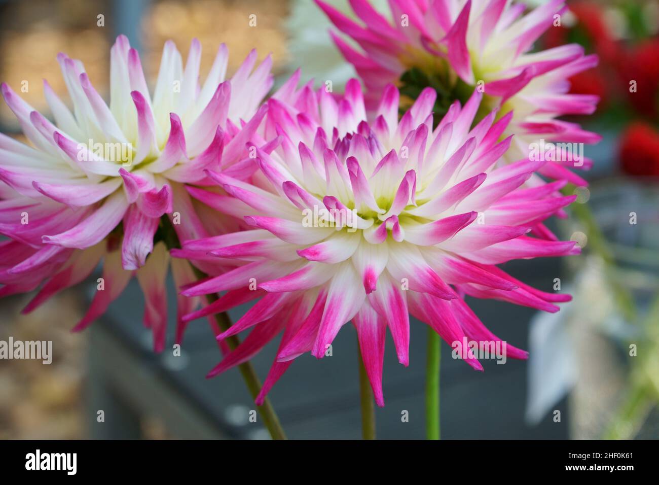 The most beautiful Dahlia twocolored varieties for cut flowers