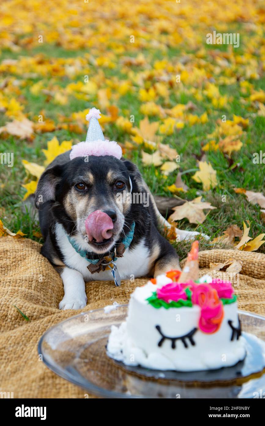 Dog birthday cake smash. A rescue dog in a party hat lays next to a cake and licks her lips. Stock Photo