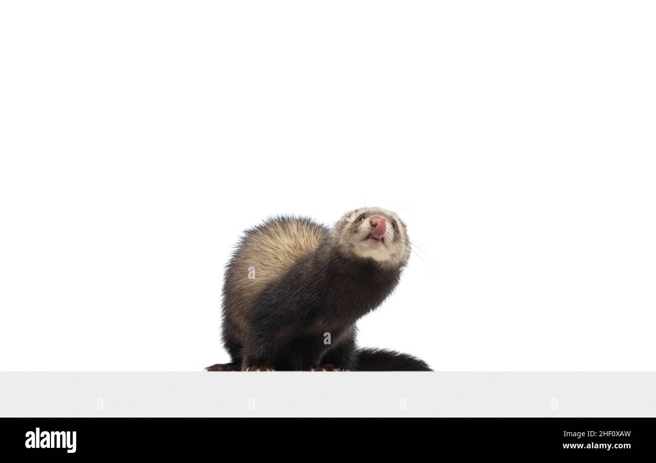 Portrait of fluffy ferret posing isolated on white background. Concept ...