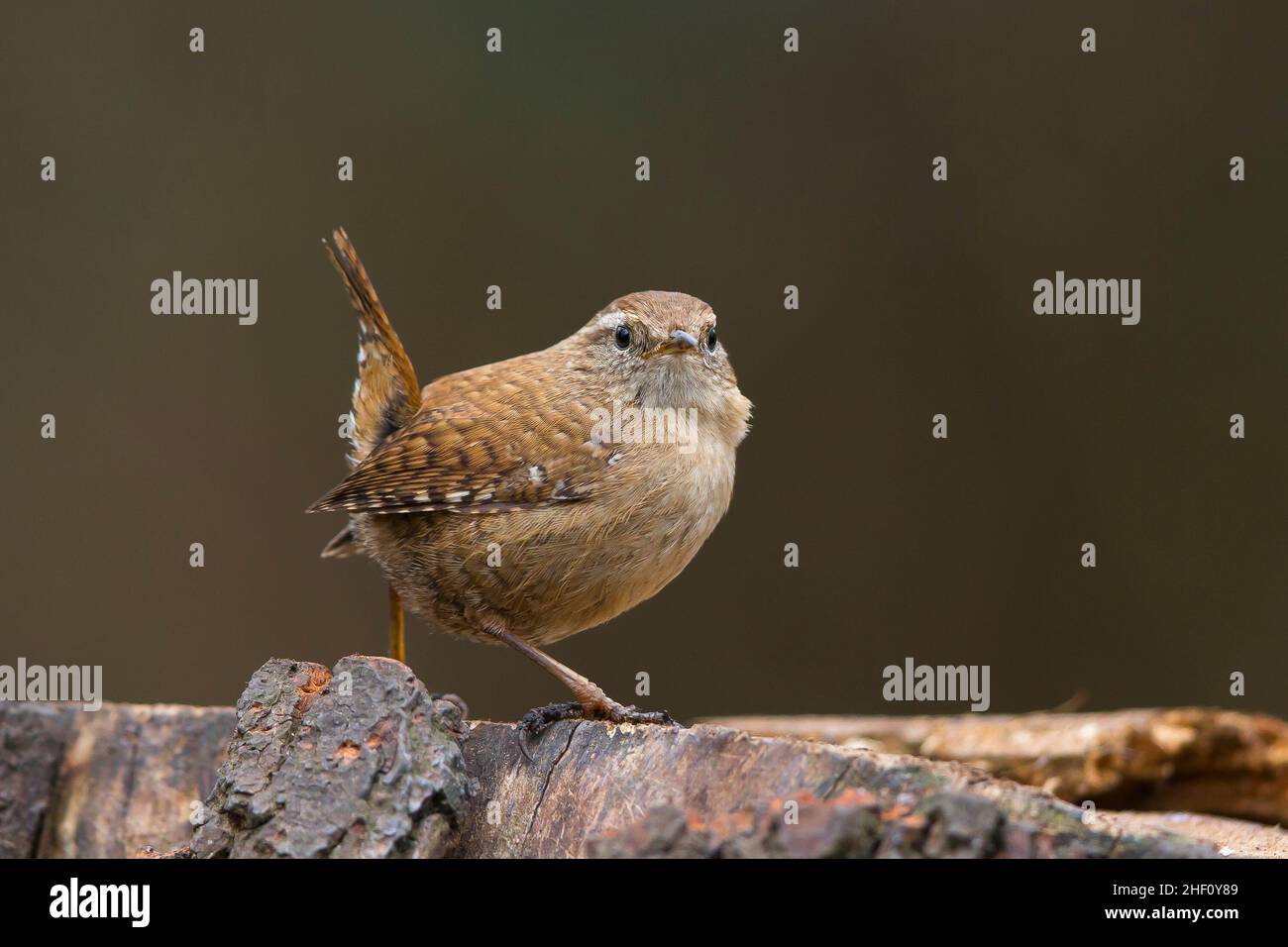 Close up view of a wild, UK wren bird (Troglodytes troglodytes) isolated outdoors standing on a woodland tree log, tail cocked. Stock Photo