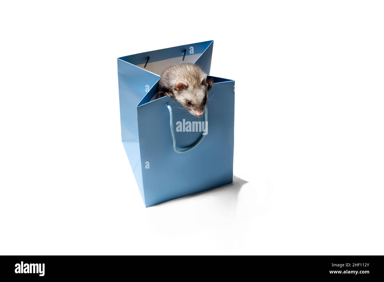 Cute little grey ferret sitting in paper shopping bag isolated over white background. Concept of happy domestic and wild animals, care Stock Photo