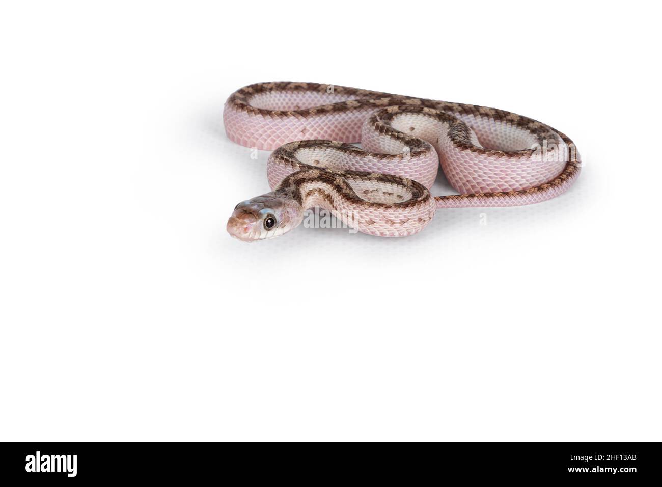 Baby white sided Texas rat snake or Elaphe obsoleta lindheimeri  crawling over white solid background. Stock Photo