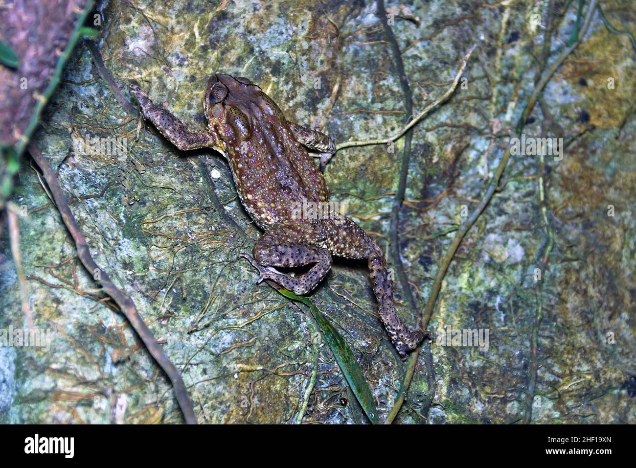 South Asian garden toad (Bufo melanostictus) in Vietnam rain forest ...
