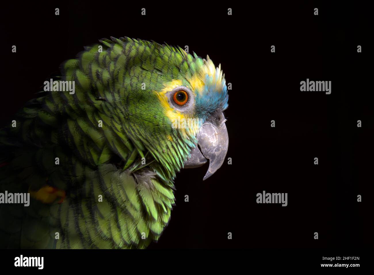 Blue-fronted Parrot in an enclosure in Germany Stock Photo