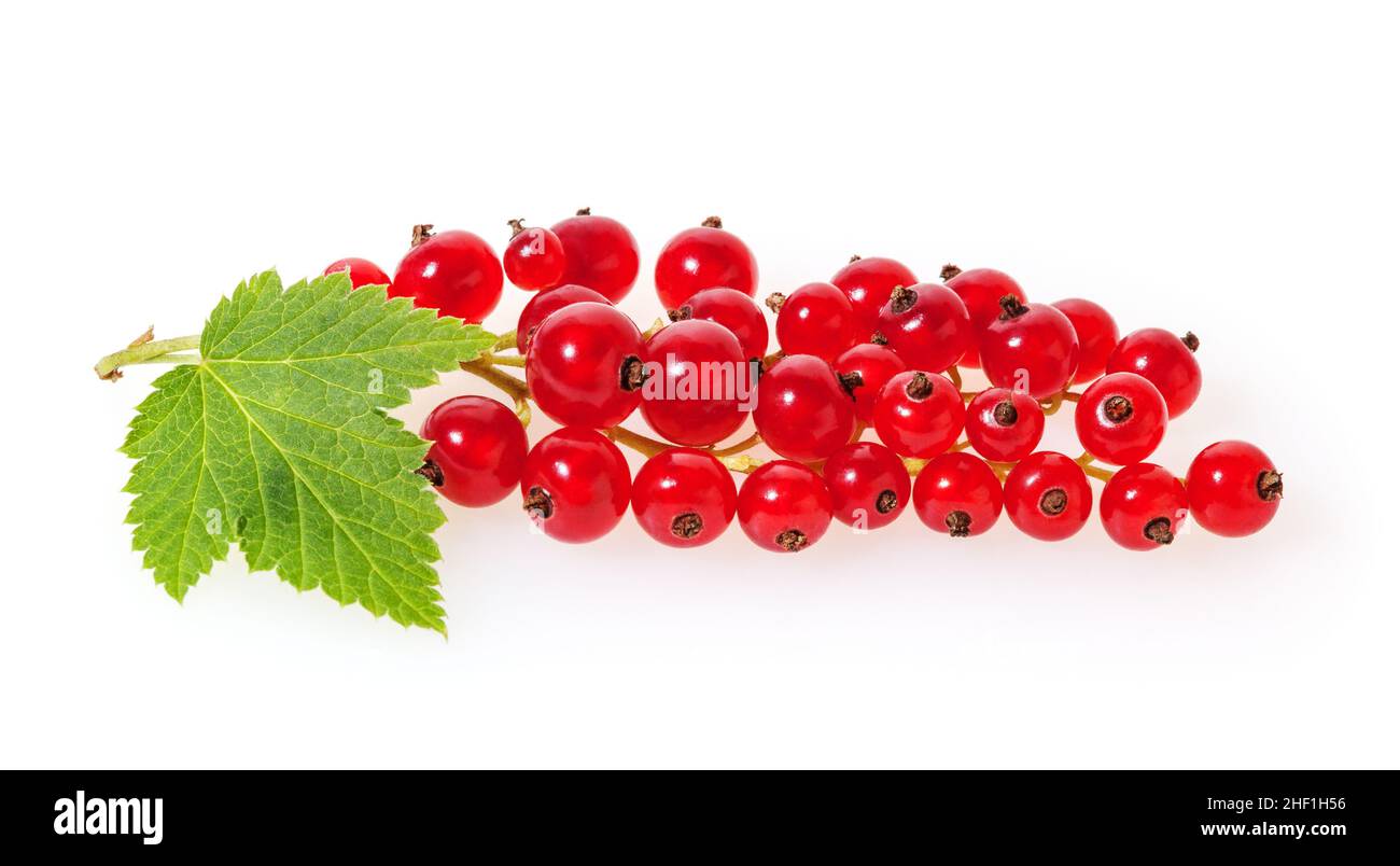 currant lipstick in a gold lipstick case photographed on a white background  Stock Photo - Alamy