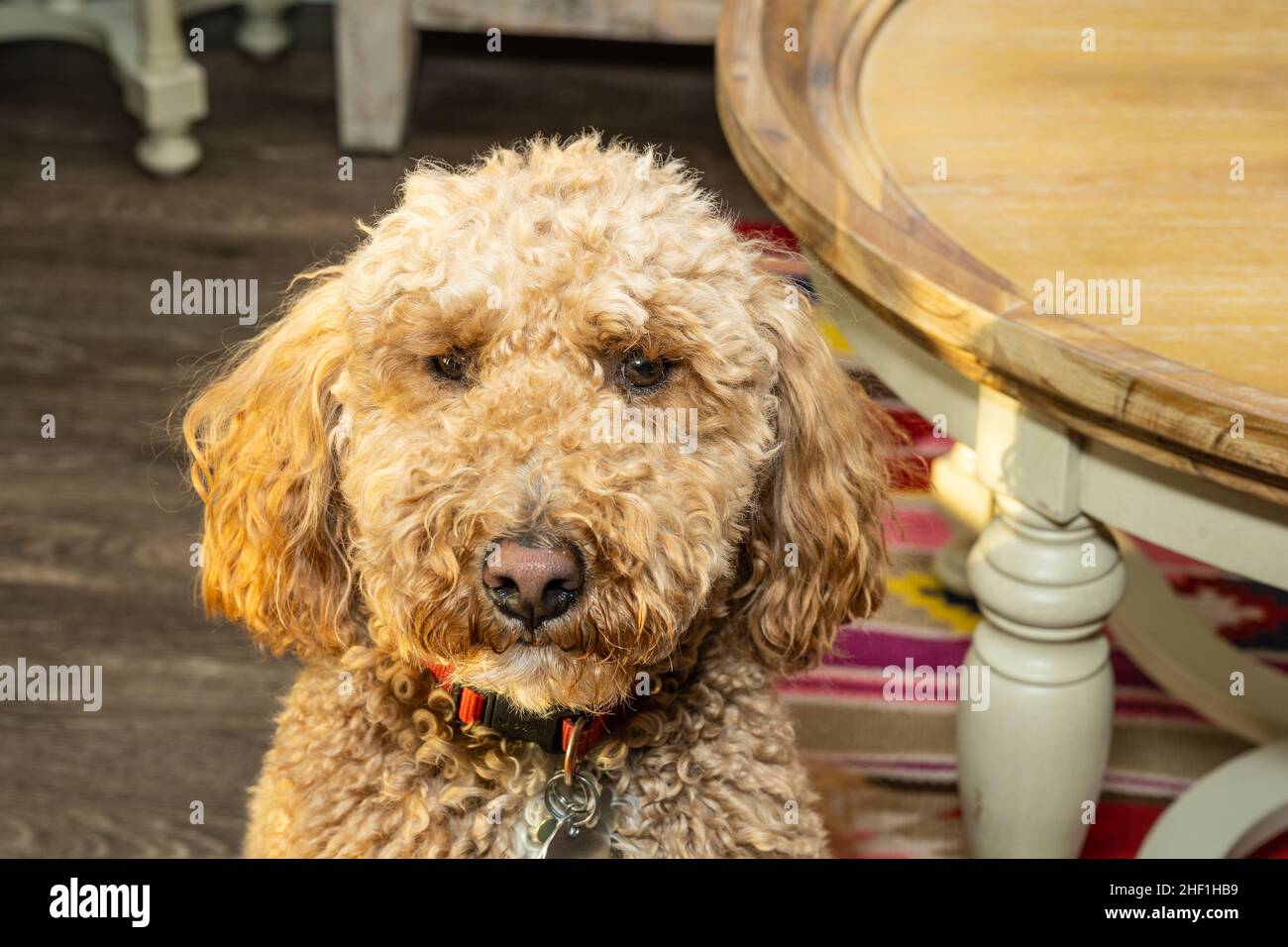 Australian Labradoodle is a mix between the Labrador Retriever, Poodle and Cocker  Spaniel Stock Photo - Alamy