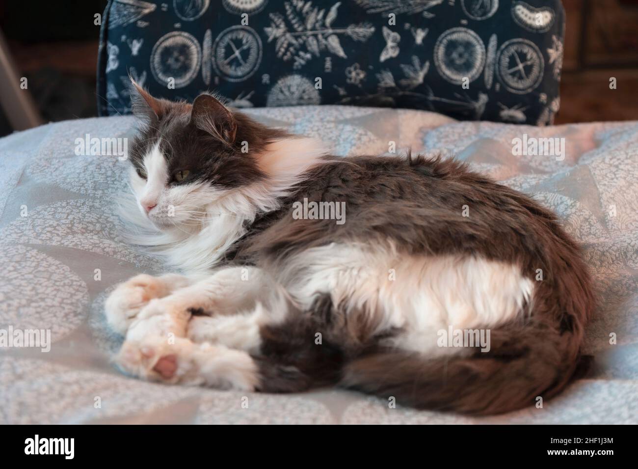 Cat lying on bed looking up Stock Photo
