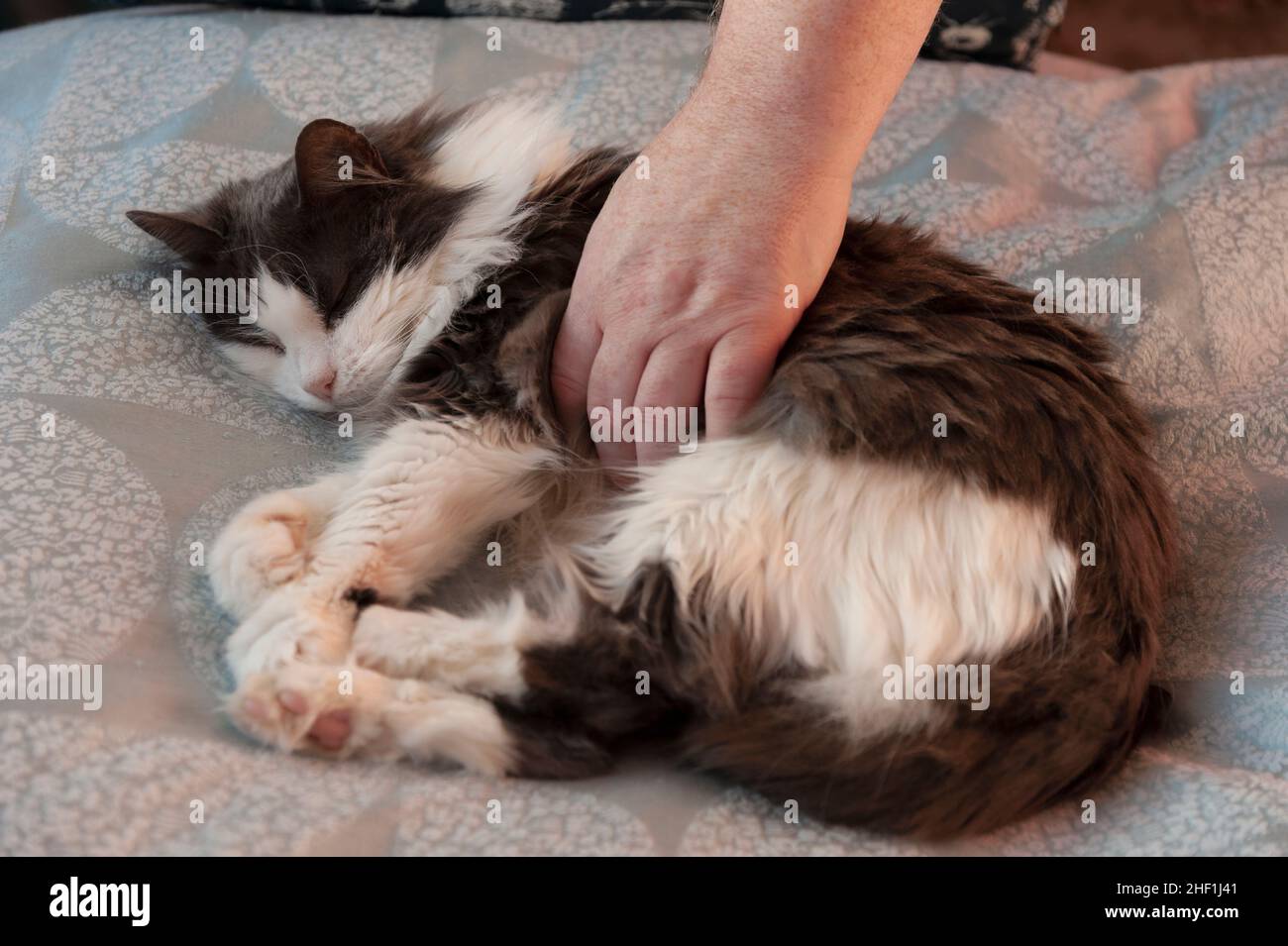 Cat lying on bed being stroked by male hand. Stock Photo