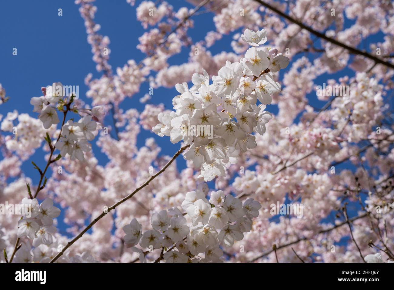 Yoshino cherry (Prunus × yedoensis) is a hybrid cherry of between ...