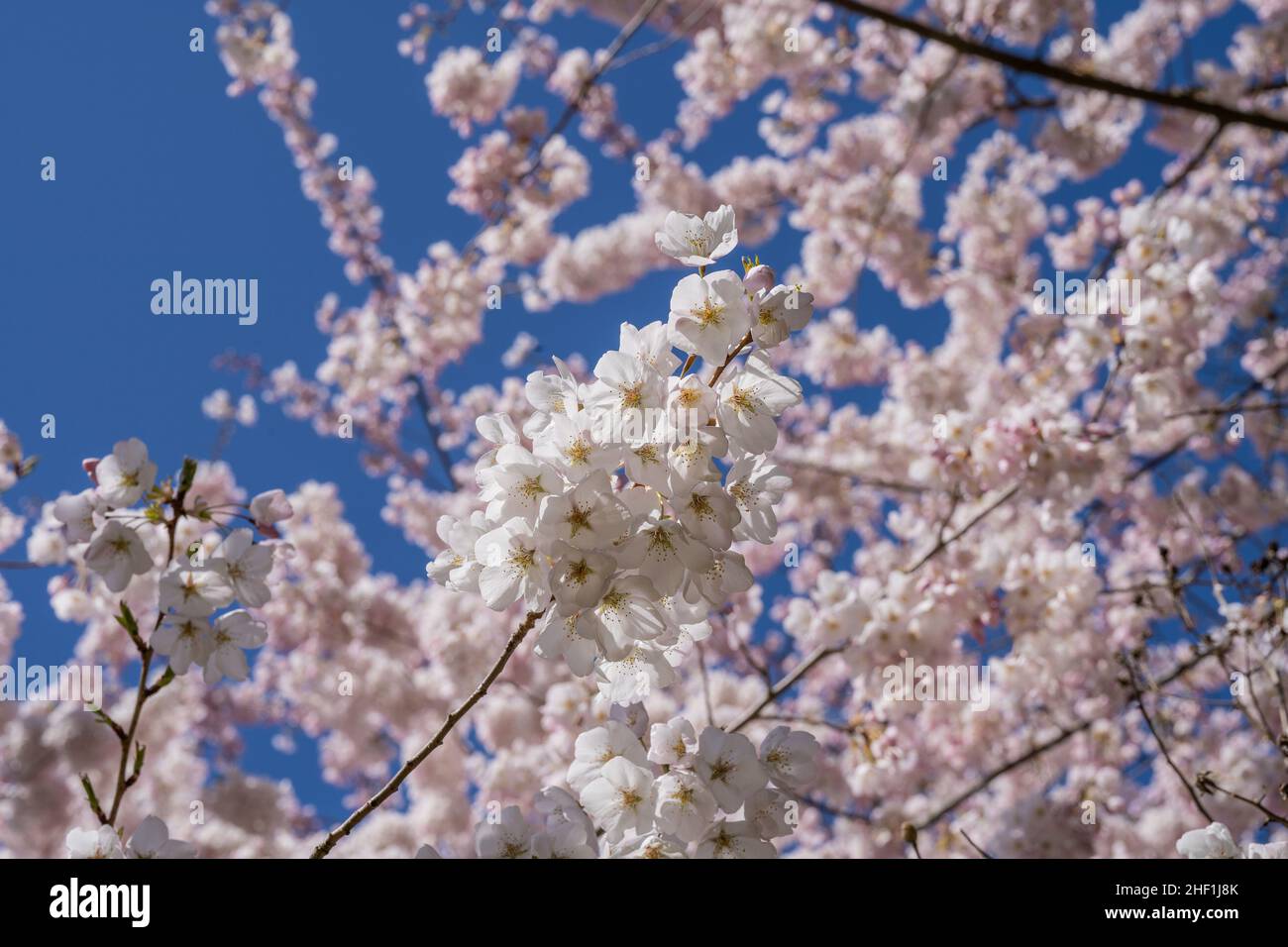 Yoshino cherry (Prunus × yedoensis) is a hybrid cherry of between ...
