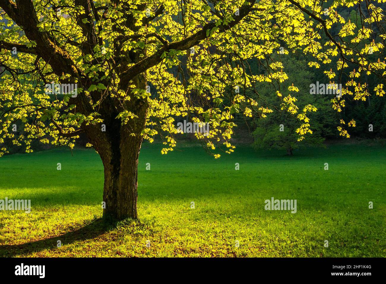 A Tree In Spring Sunlight spring park nature hi-res stock photography and images - Alamy
