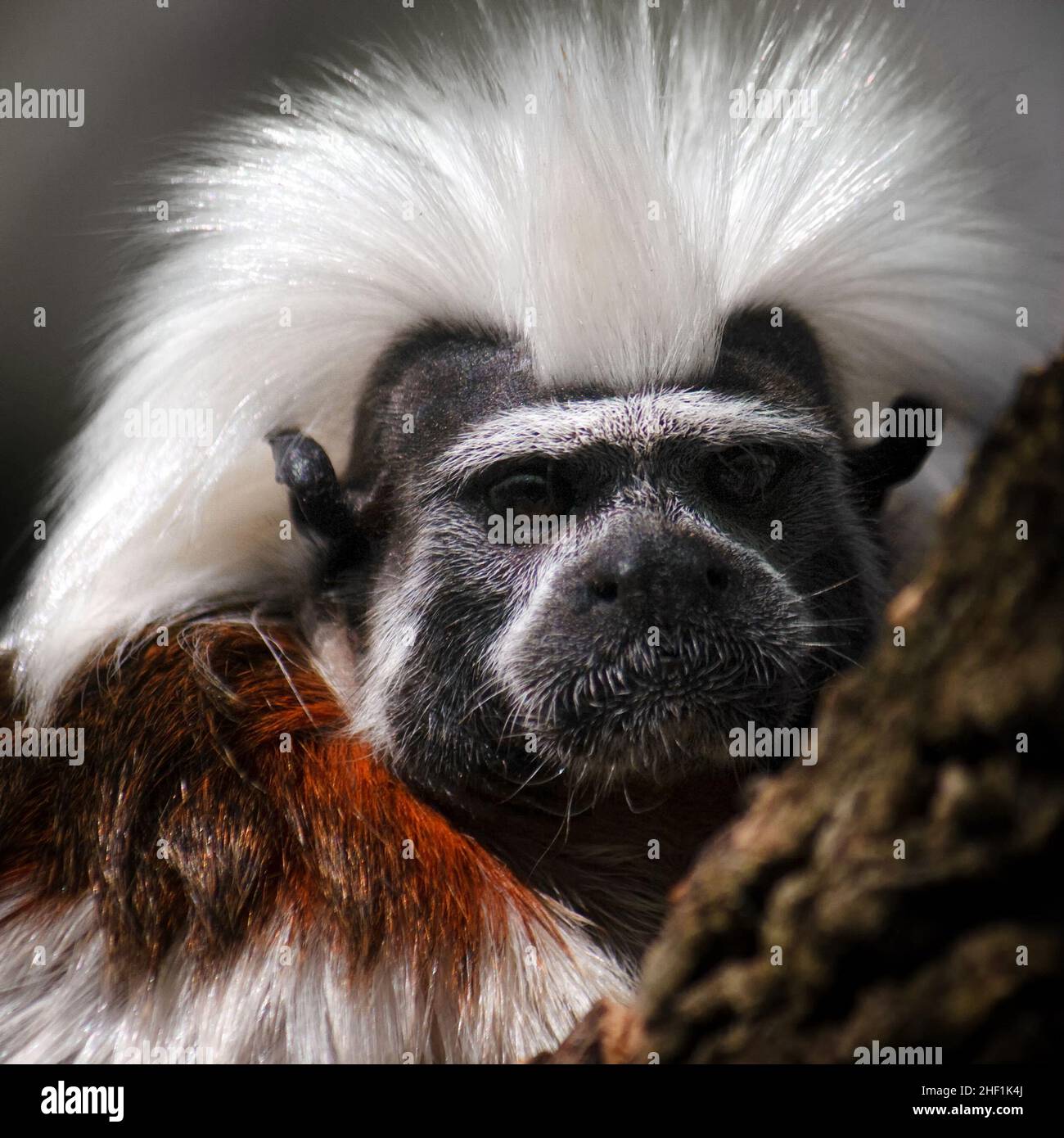 Portrait of small monkey cotton-top tamarin, Saguinus oedipus. Stock Photo