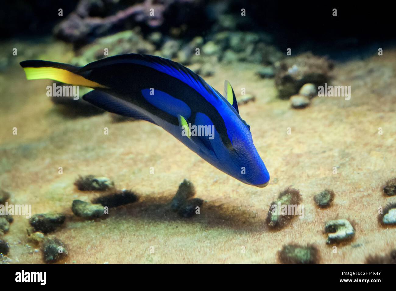 Paliate Fish Famous aquarium fish Palette surgeonfish, Latin name Paracanthurus ...