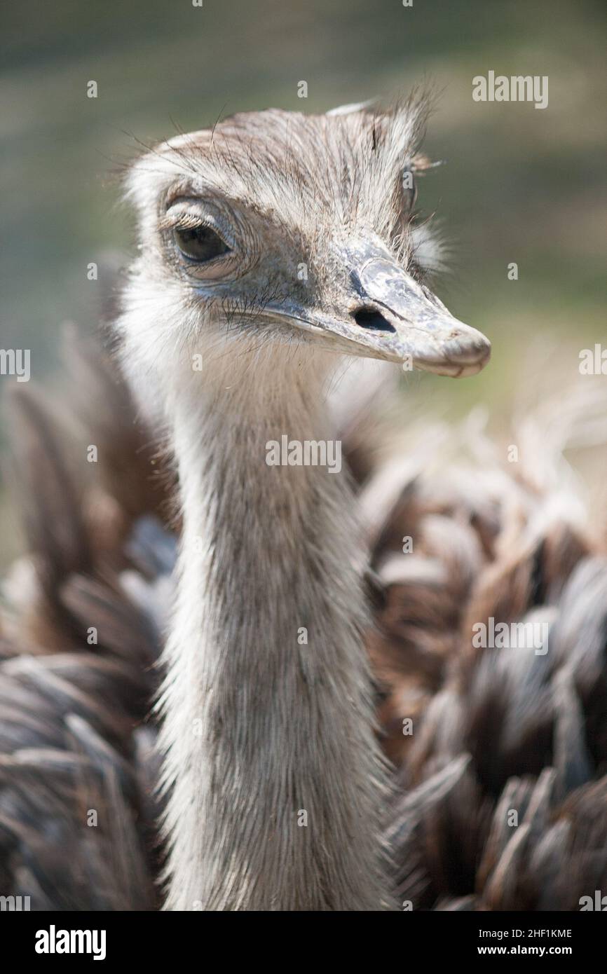 The greater rhea (Rhea americana), flightless bird in close-up view. Stock Photo