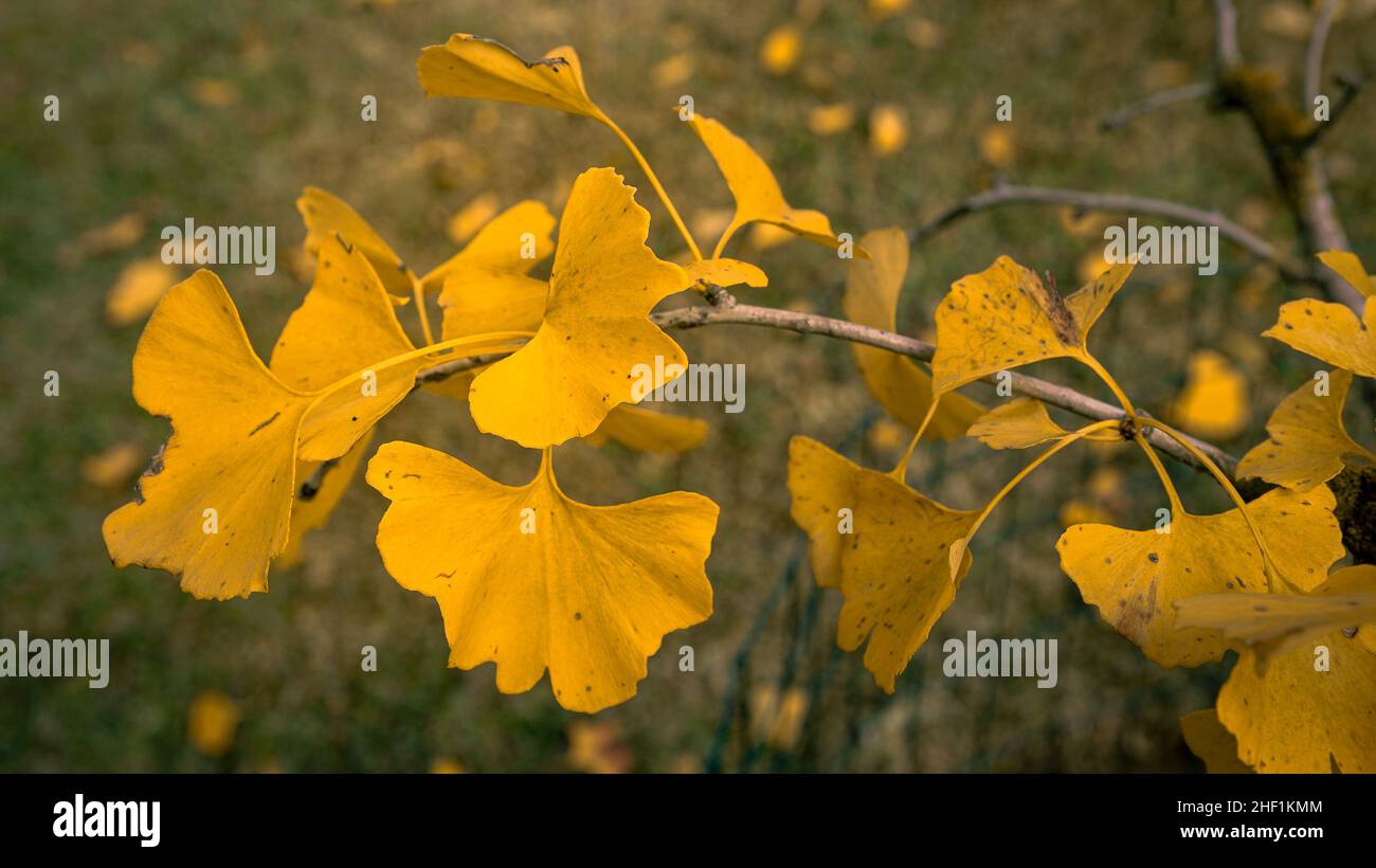 A young Ginkgo Biloba tree with yellow leaves in autumn forest ...