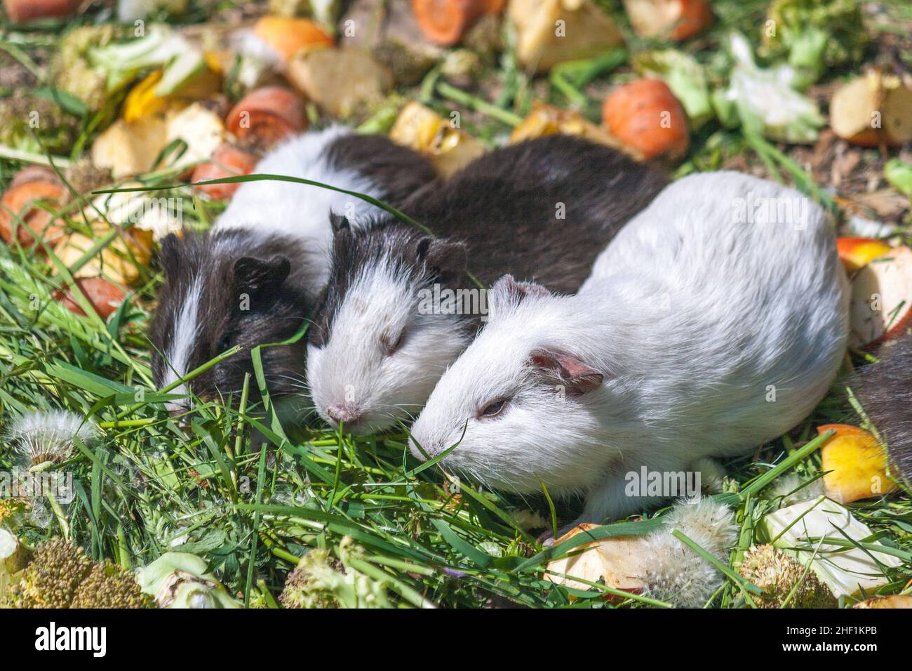 Three Guinea pigs on green grass feeding with vegetables Stock Photo