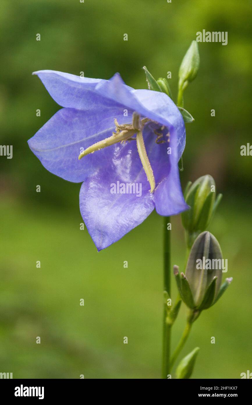 The Campanula flower with the common name bellflower in macro view