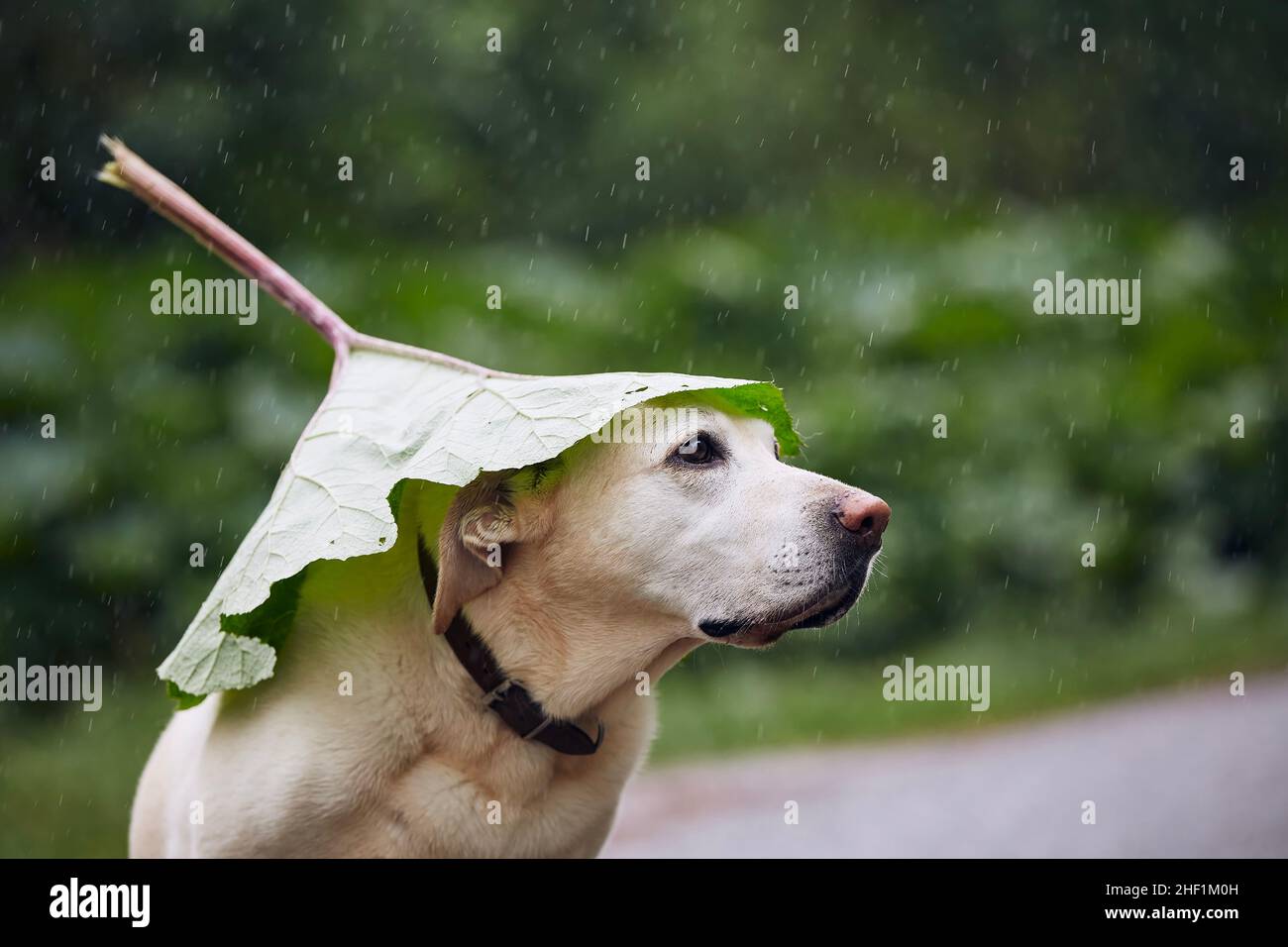 Funny rain protection hi-res stock photography and images - Alamy
