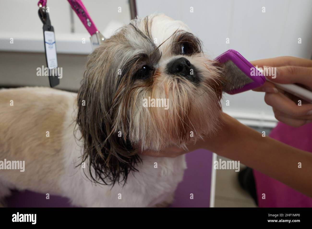 Female Groomer Brushing Shih Tzu At Grooming Salon Stock Photo - Alamy