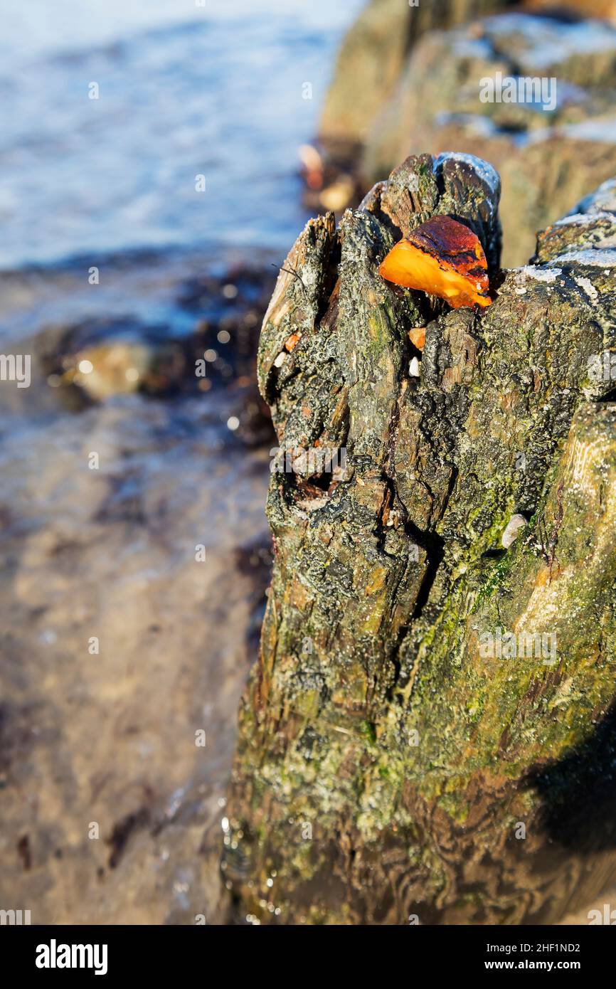 a piece of amber got stuck in the tree of an old breakwater Stock Photo