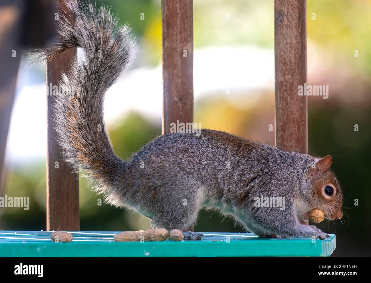 A Squirrel arrives on the deck and finds peanuts Stock Photo