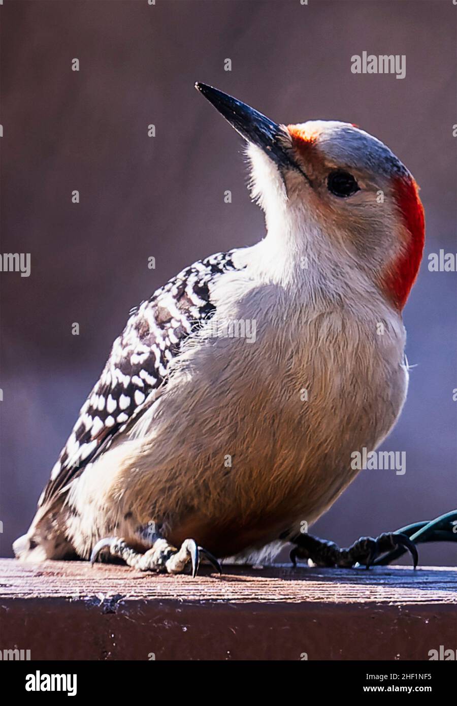 Woodpecker arrives on the backyard deck Stock Photo