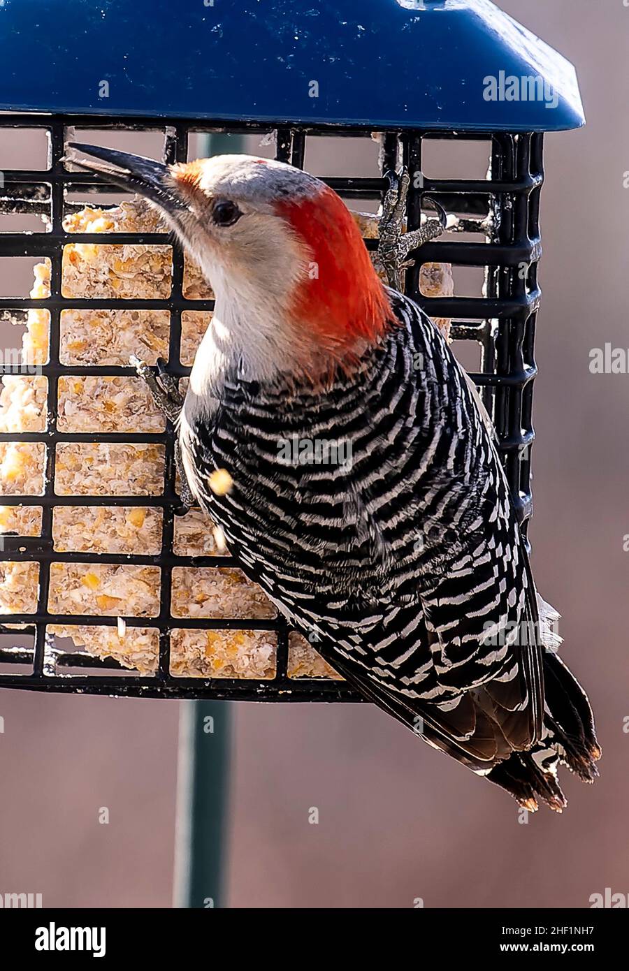 Woodpecker feeding at the Suet Feeder Stock Photo Alamy