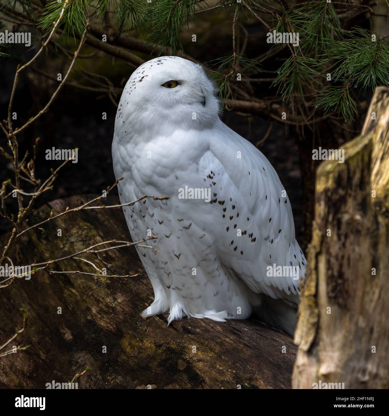 The Snowy Owl, Bubo scandiacus is a large, white owl of the typical owl ...