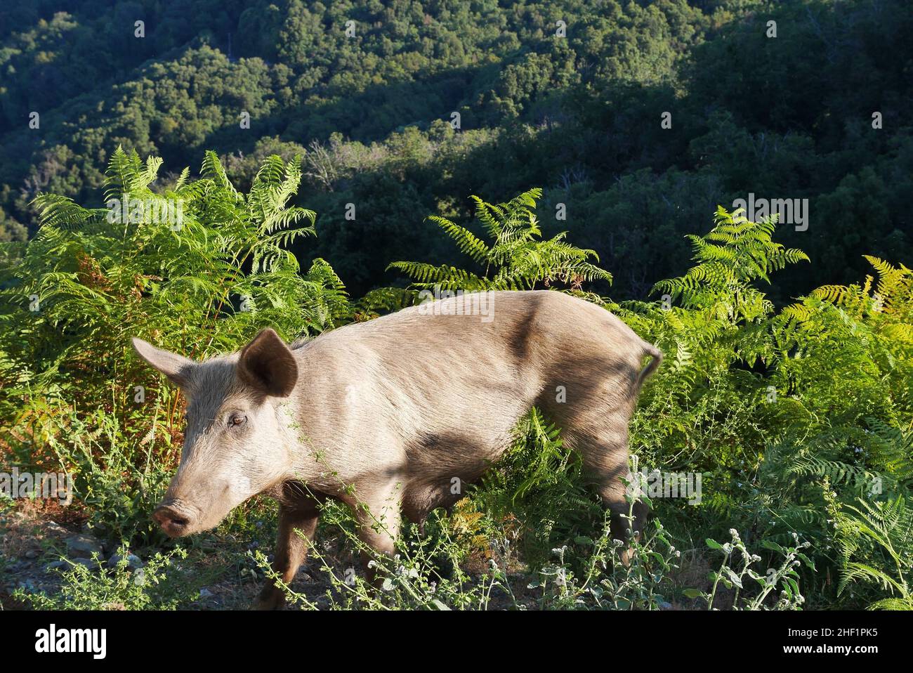 Wild pig in green nature of Castagniccia. Corsica, France Stock Photo