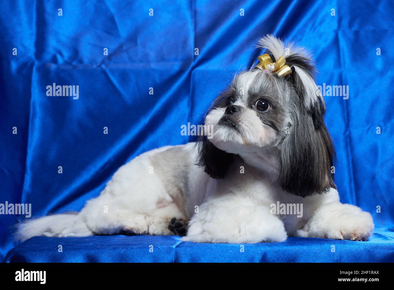 my shih tzu snores in its sleep