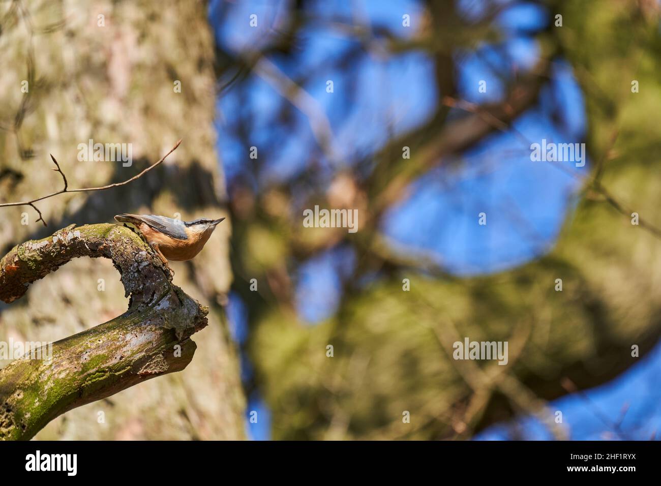 The Eurasian nuthatch or wood nuthatch, Sitta europae, is a small passerine bird short tailed bird with a long bill, blue grey upperparts and a black Stock Photo