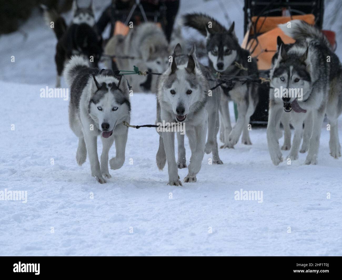 Sled dog in snow mountains white background Stock Photo - Alamy