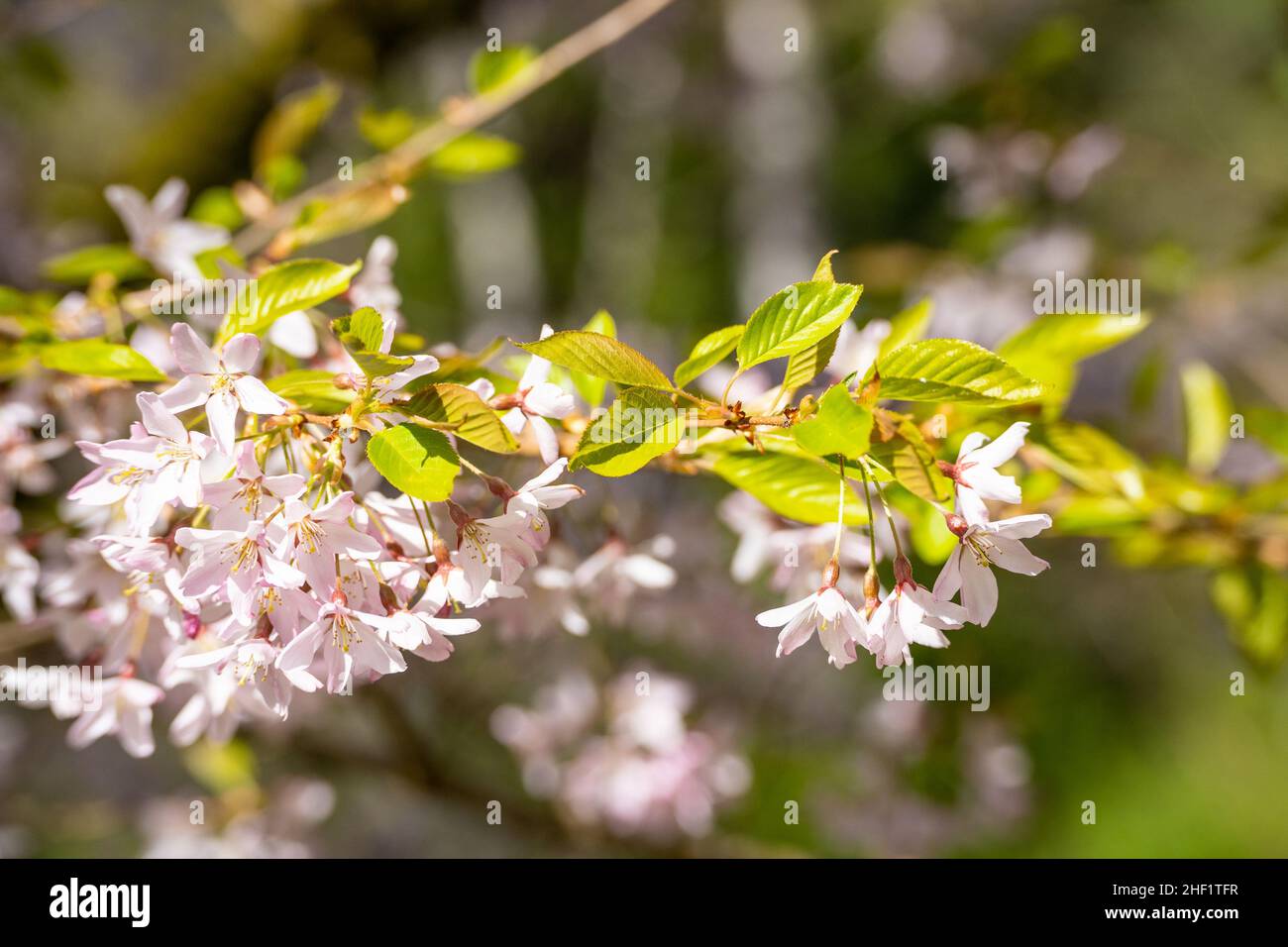 Japanese cherry (Prunus serrulata 'Horinji') is a species of cherry native to China, Japan, Korea, and India, and is used for its spring cherry blosso Stock Photo