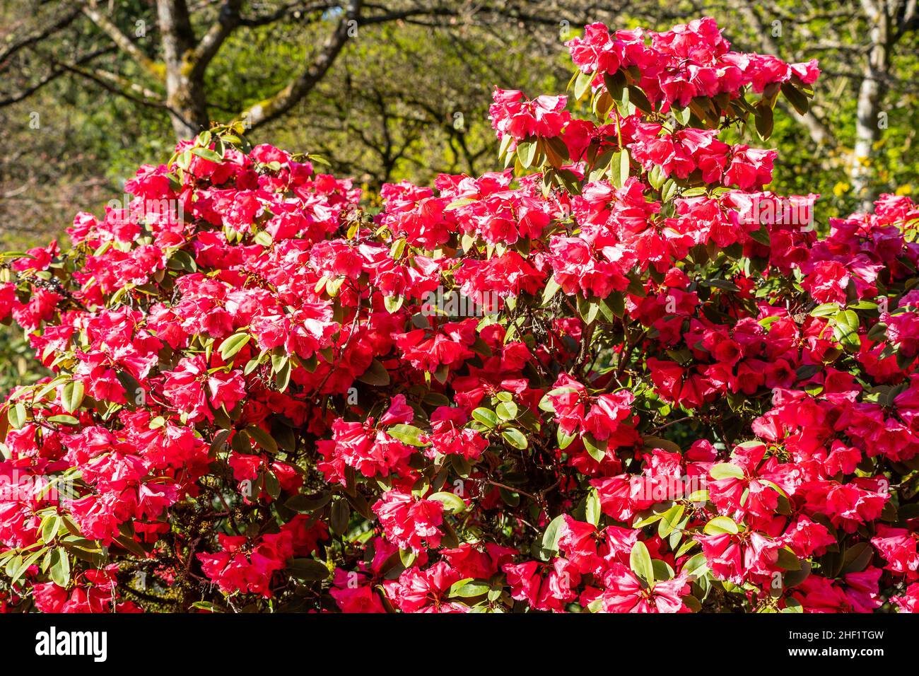 Rhododendron is a genus of 1,024 species of woody plants in the heath family (Ericaceae), either evergreen or deciduous, and found mainly in Asia. Stock Photo