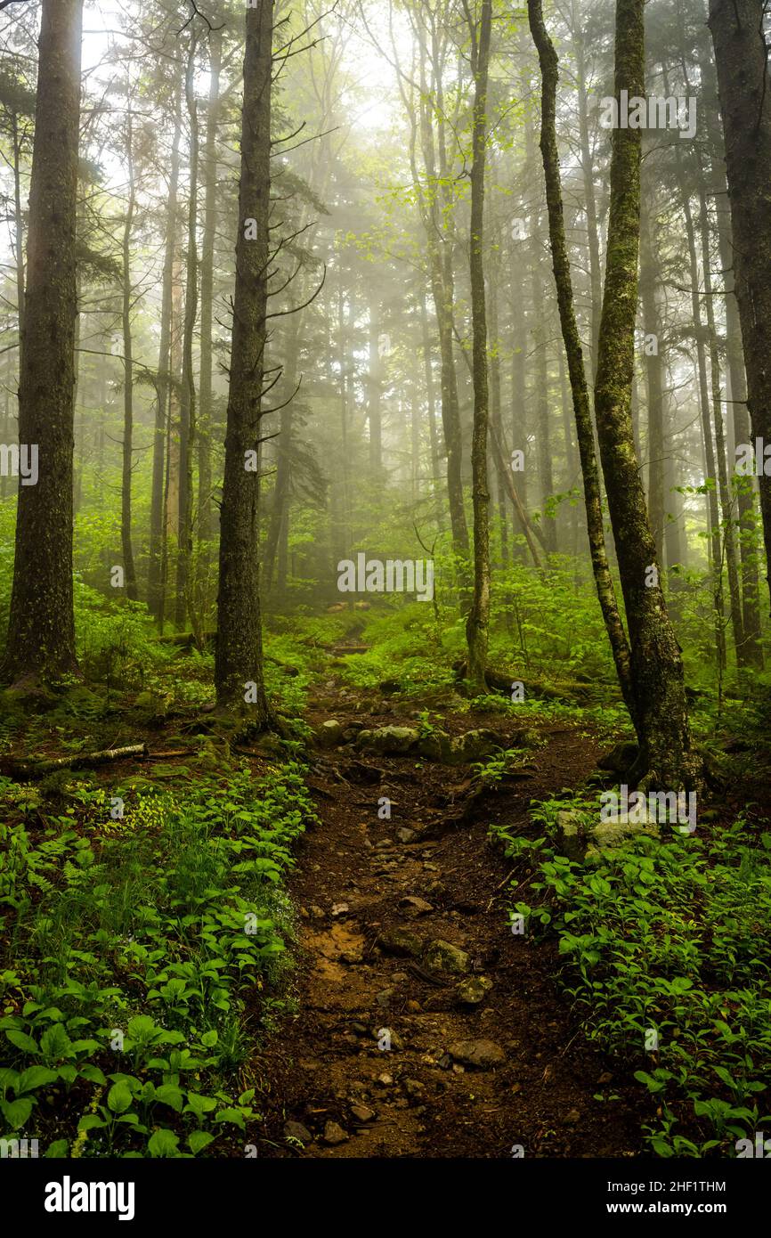 Fog Fills The Forest Along Balsam Mountain Trail in Great Smoky ...