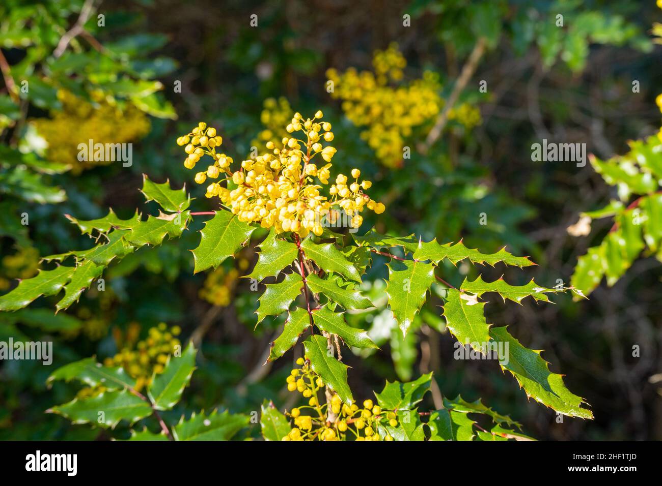 Common holly (Ilex aquifolium) is a species of holly native to western and southern Europe, northwest Africa, and southwest Asia. Stock Photo