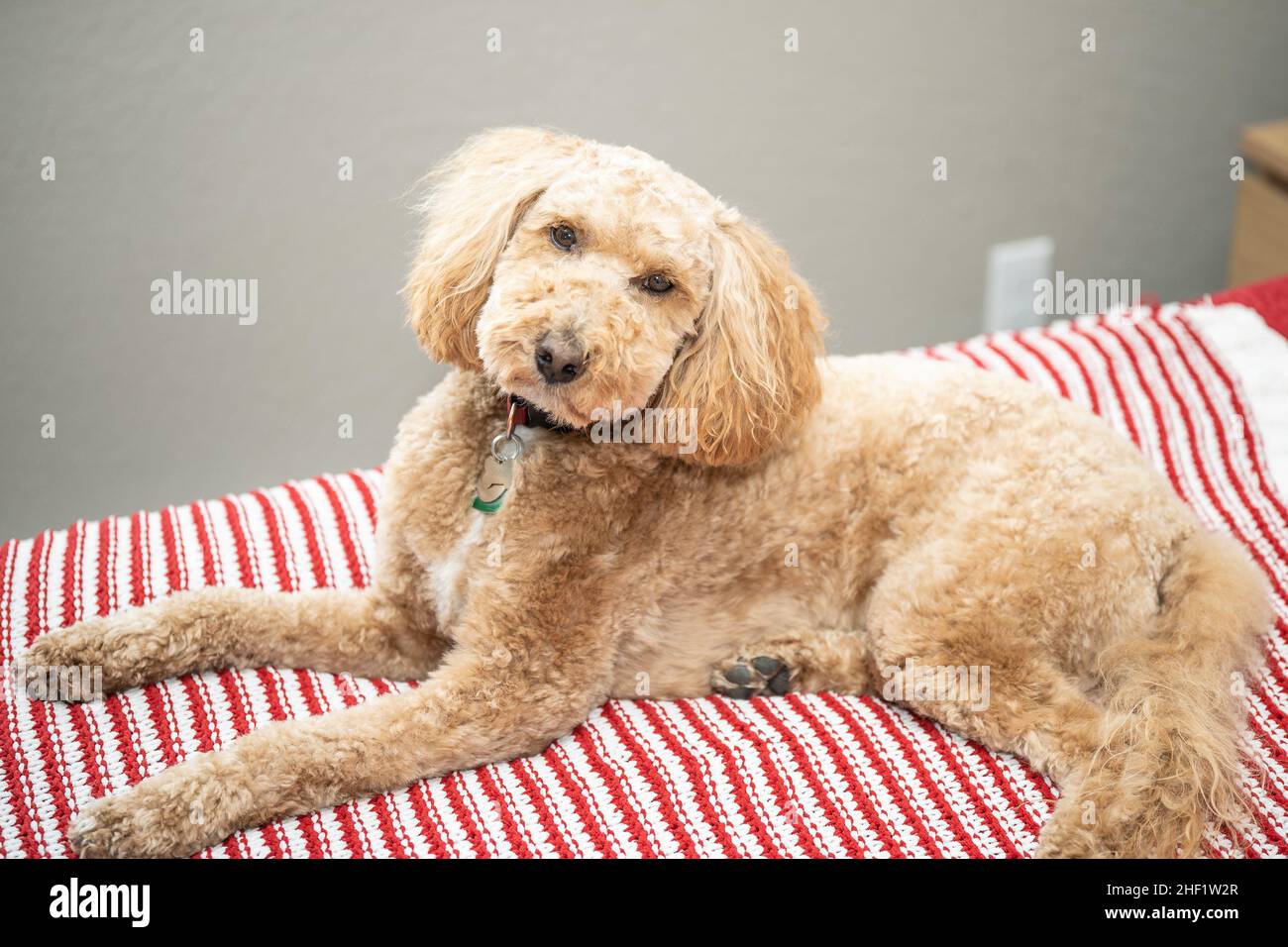 Australian Labradoodle is a mix between the Labrador Retriever, Poodle