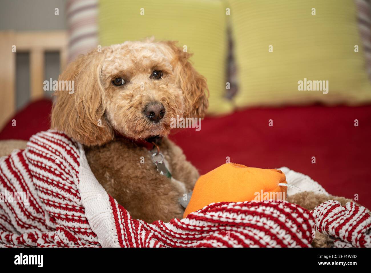 Australian Labradoodle is a mix between the Labrador Retriever, Poodle ...