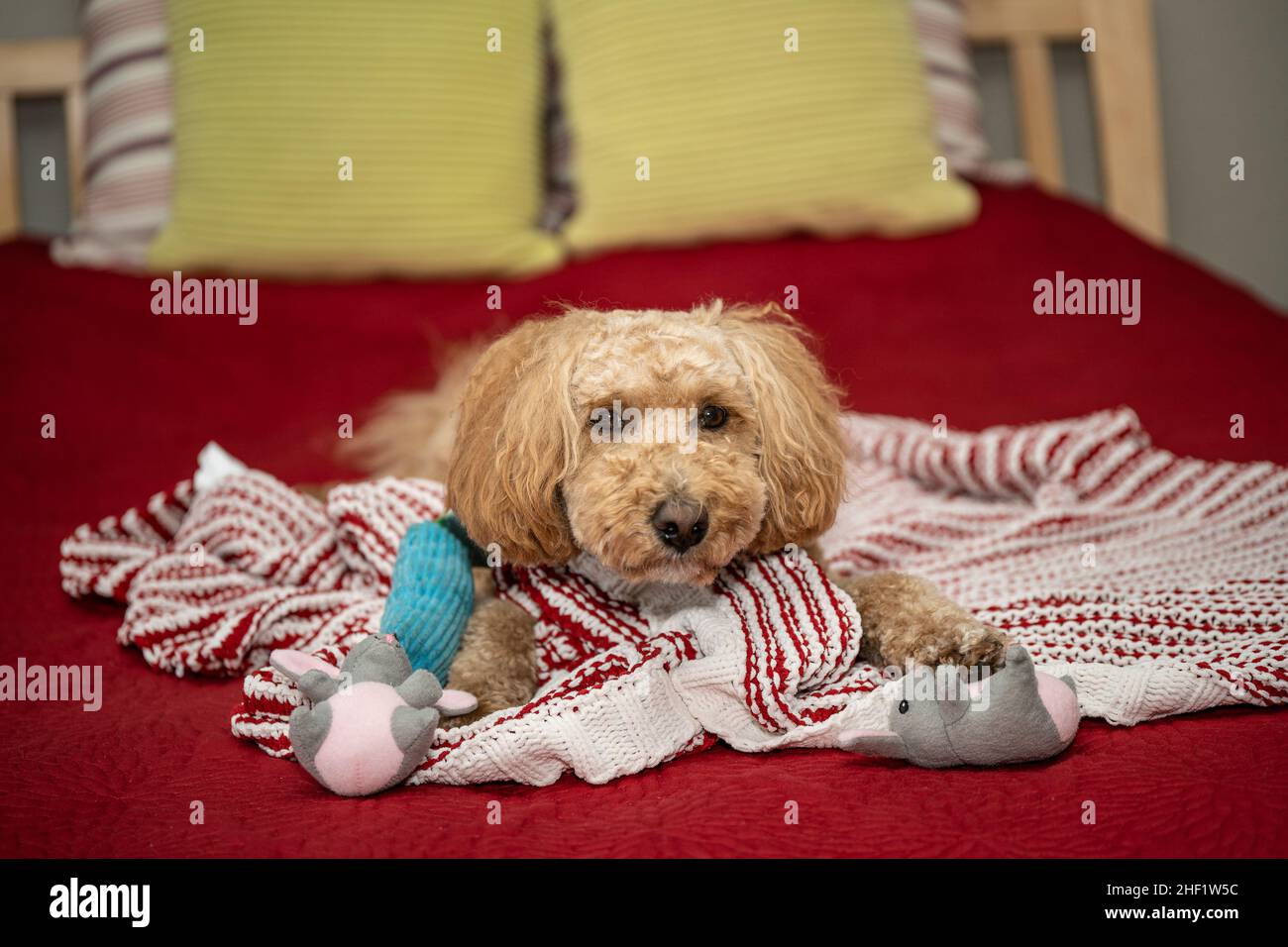 Cocker Labradoodle Australian Labradoodle is a mix between the Labrador Retriever, Poodle ...