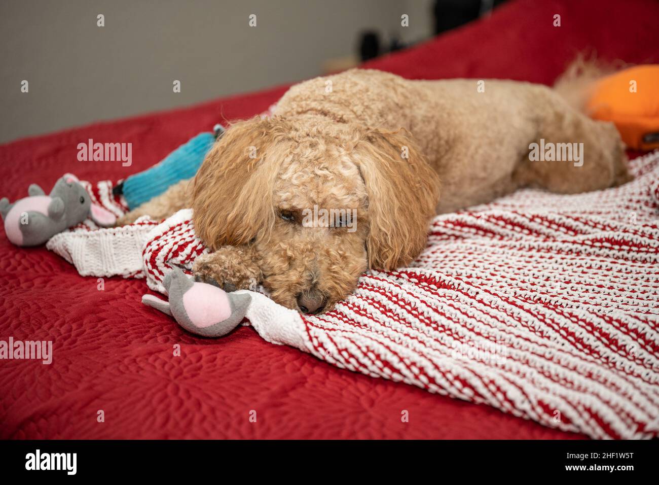 Cocker Labradoodle Australian Labradoodle is a mix between the Labrador Retriever, Poodle ...