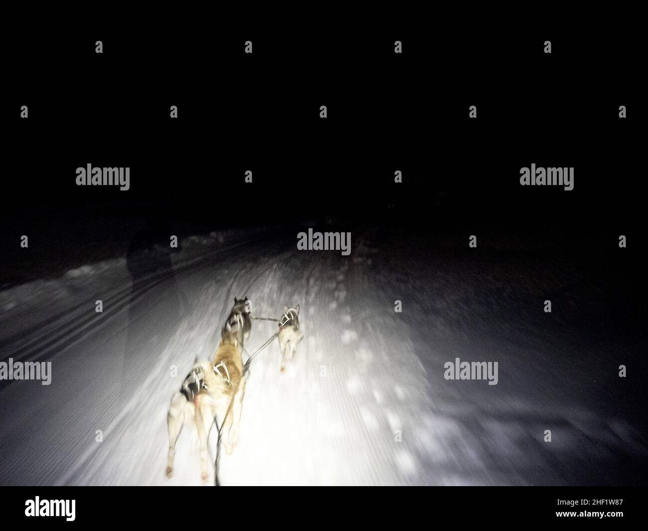 night Sled dog in snow mountains white background Stock Photo - Alamy