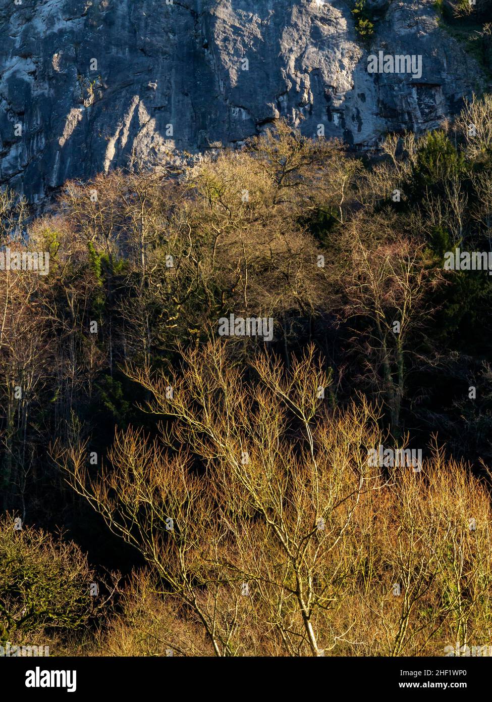 The limestone cliffs with trees in winter colour at High Tor in Matlock Bath in the Derbyshire Peak District England UK Stock Photo