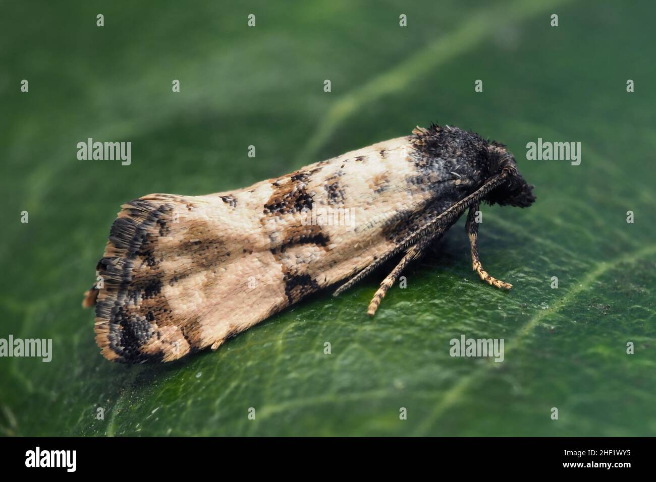 Cochylis atricapitana moth at rest on leaf. Tipperary, Ireland Stock Photo