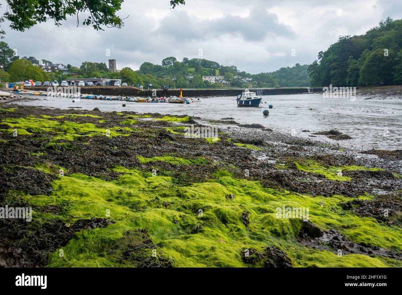 Moss covered shoreline on the Dart Stock Photo