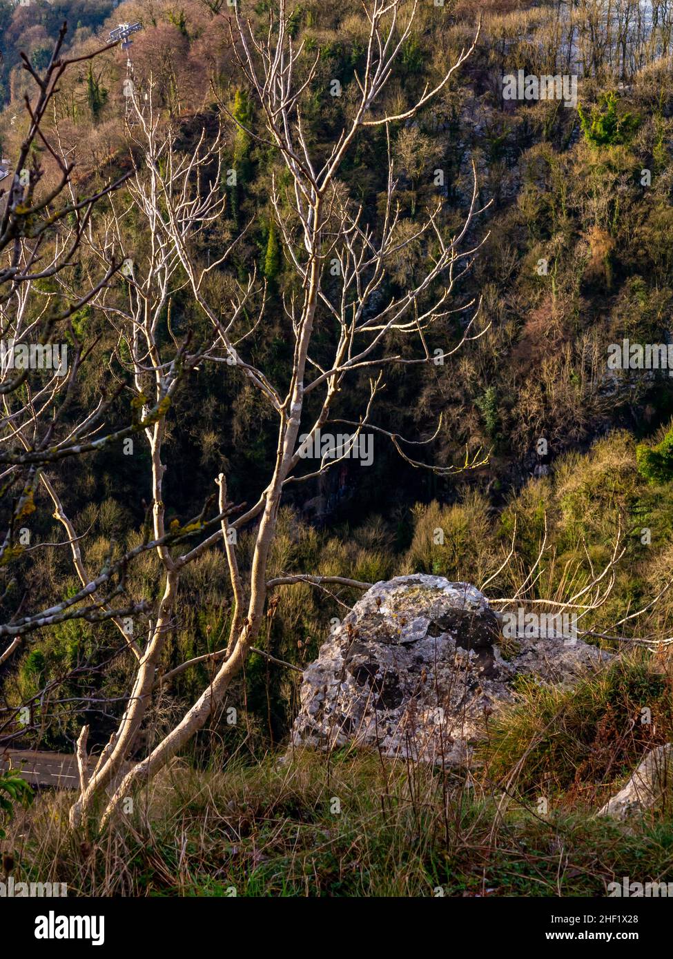 The limestone cliffs with trees in winter colour at the summit of High Tor in Matlock Bath in the Derbyshire Peak District England UK Stock Photo