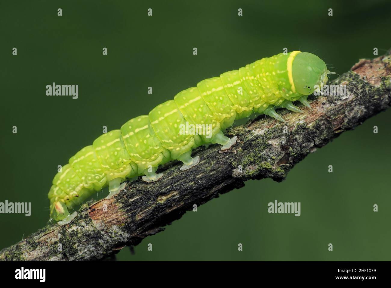 Green silver- lines moth caterpillar (Pseudoips prasinana) crawling on twig. Tipperary, Ireland Stock Photo